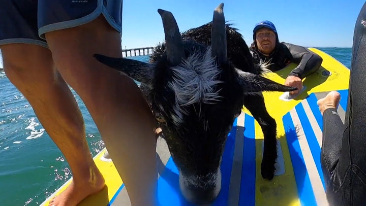Surfing goat catches waves with beachgoers in California