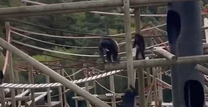 Sasha y Kangoo, los chimpancés del Ecoparque, fueron trasladados a un santuario en Londres