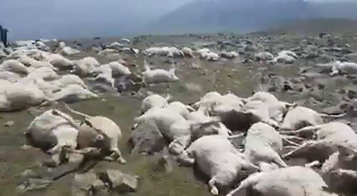 Más de 550 ovejas que pastaban en el monte Abul de Georgia murieron por la caída de un rayo.