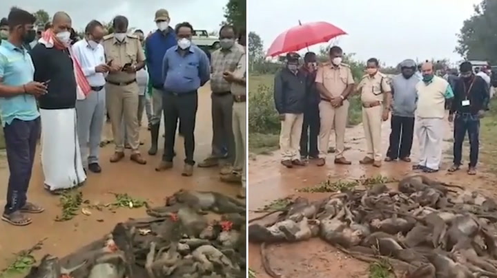 Shocking: Over 50 monkeys poisoned and stuffed in gunny bag in Karnataka