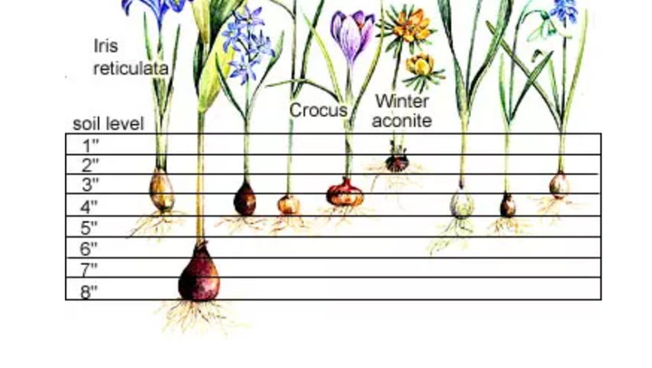 9 Miniature Flowering Bulbs Add a Splash of Color in Early Spring