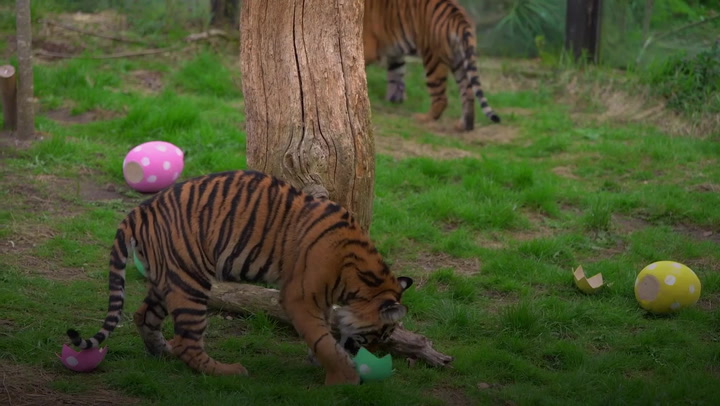 Sumatran tigers, meerkats, and squirrel monkeys hunt for Easter eggs ZSL London Zoo