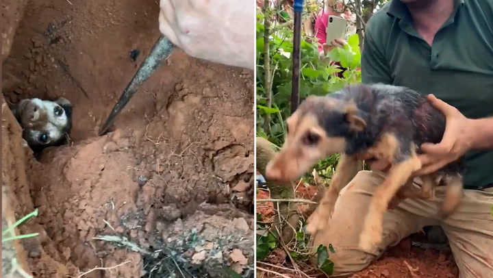 Dog rescued from rabbit hole after going missing for over 56 hours