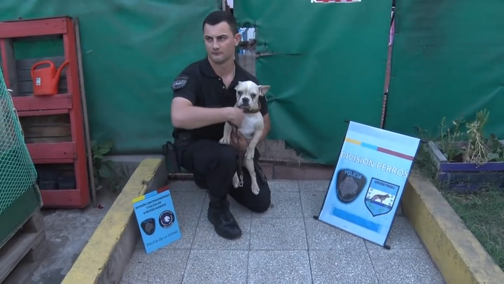 La Policía de la Ciudad rescató a 15 perros de un criadero ilegal