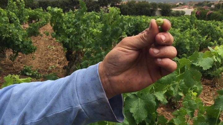 After the Hail in Châteauneuf-du-Pape: Molesworth Visits Domaine La Barroche 