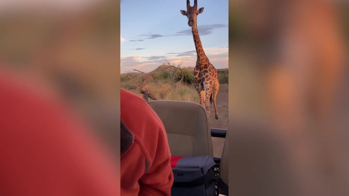 Young giraffe chases safari group in South Africa