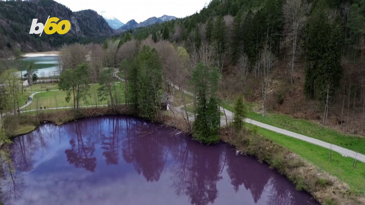 Wild Bacteria Turn German Lake Deep Purple