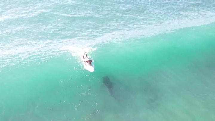 Tiger shark swims directly under oblivious surfer