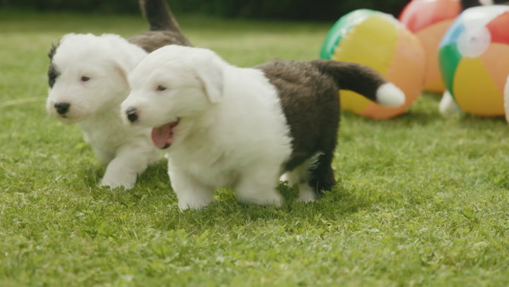 Iconic Dulux dog gives birth to litter of seven puppies