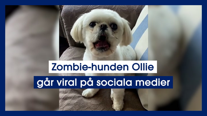 Zombie-hunden Ollie går viral på sociala medier