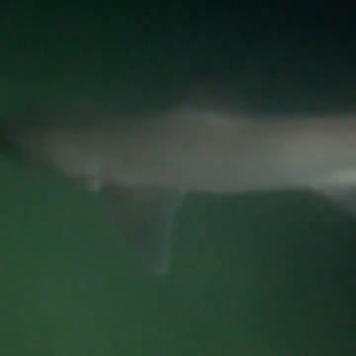 un nadador nocturno es sorprendido por más de 50 tiburones