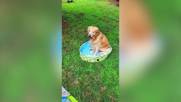 Woman left unimpressed after her dog can barely fit in bargain pet pool from Lidl