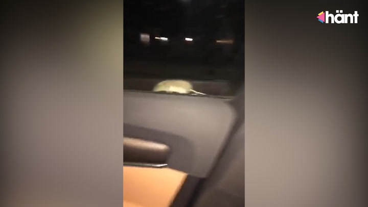 Otäcka videon när en oinbjuden passagerare plötsligt dyker upp i bilen