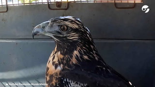 Así liberaron a un águila mora recuperada en San Clemente