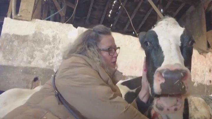 Feeling stressed? This UK farm allows you to cuddle cows to relieve your anxiety
