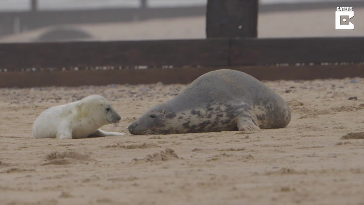 Adorable baby seal and mother lounge on Norfolk beach during high winds