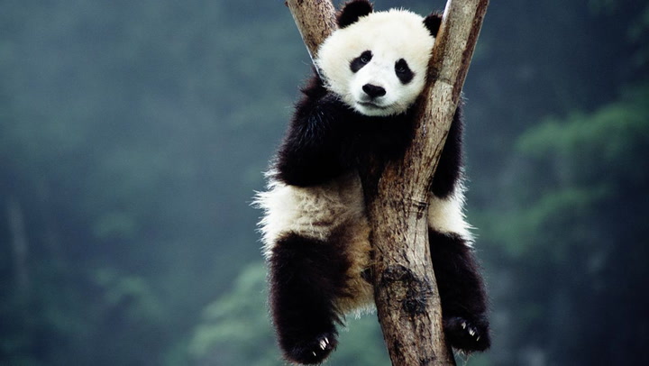 Panda Study: This Is Why They're Black and White | Time