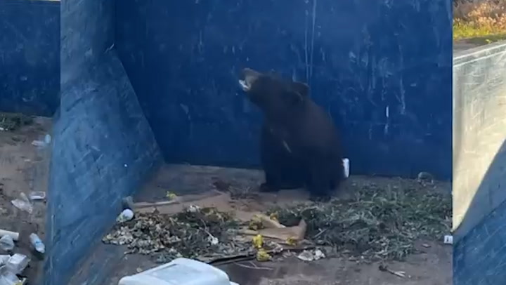 Moment bear cub rescued from skip as protective mother stands nearby