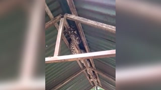 Moment 14ft python caught in the roof of a duck coop in Thailand