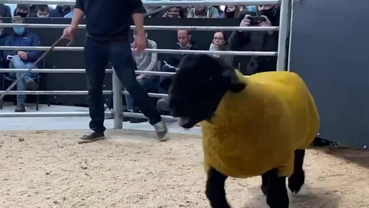 Record-breaking ram sells for €44,000