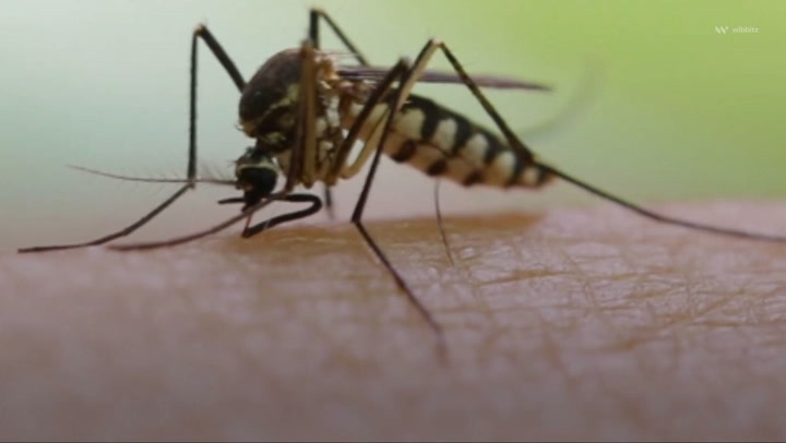 ¿Mosquitos inteligentes?