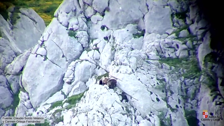 Mother bear survives fall off cliff while defending cub from vicious attack