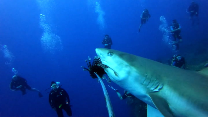 6ft shark lunges and snaps at diver before stealing his catch