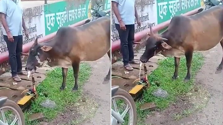 Thirsty cow turns on water tap after 'teaching itself by watching humans'