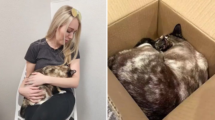 Owners accidentally ship cat hundreds of miles in Amazon box | Lifestyle
