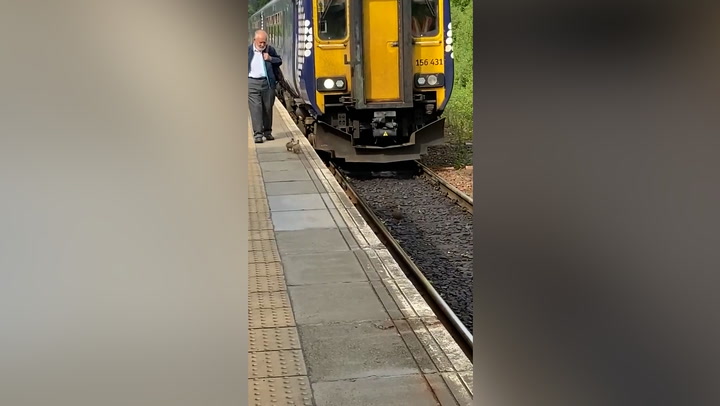 Train slows down to let duck waddle down track at station