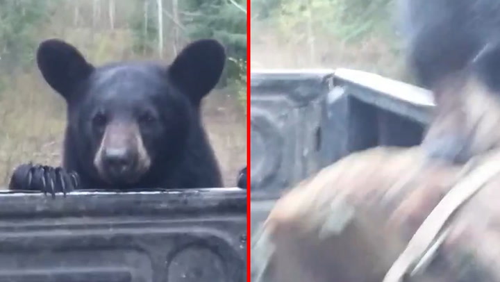 Man chases away massive black bear after it clambers into his truck and  steals his rucksack - Mirror Online
