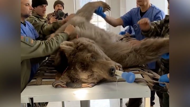 Rescue bear undergoes 'life-changing' dental surgery after years in captivity