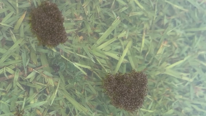 Thousands of fire ants form rafts to survive Queensland flood waters
