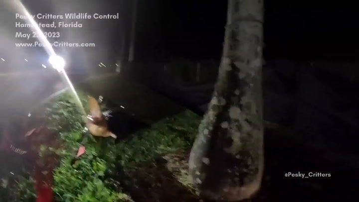 Cazadores de Florida grabaron el momento en el que capturaron a un caimán