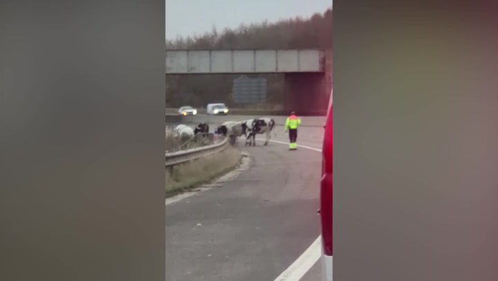 Traffic stopped on motorway after herd of cows walk down M62