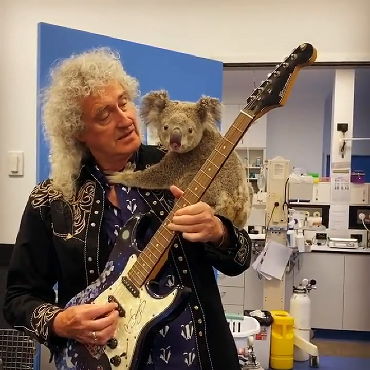 Brian May le tocó la guitarra a un koala rescatado de los incendios de Australia - Fuente: Instagram