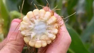 Impacto de la chicharrita en el maíz