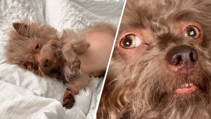 This 'werewolf' dog has human-like eyes