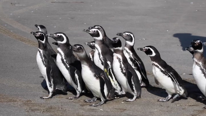 Penguins released into the sea after months-long recovery in Argentina