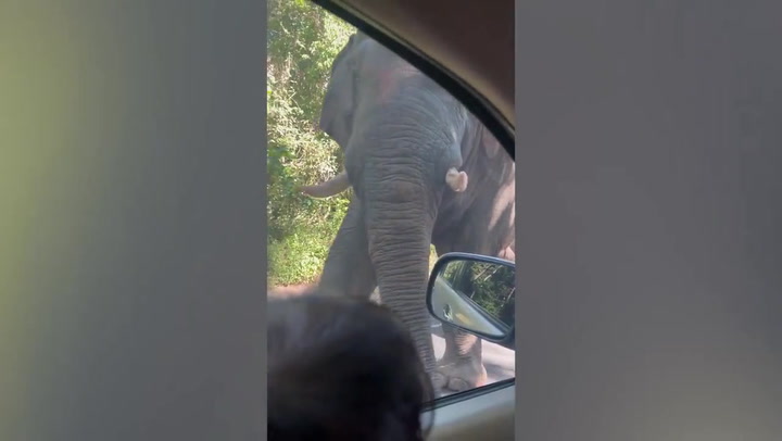Family of elephants hold up traffic on Thai mountain road