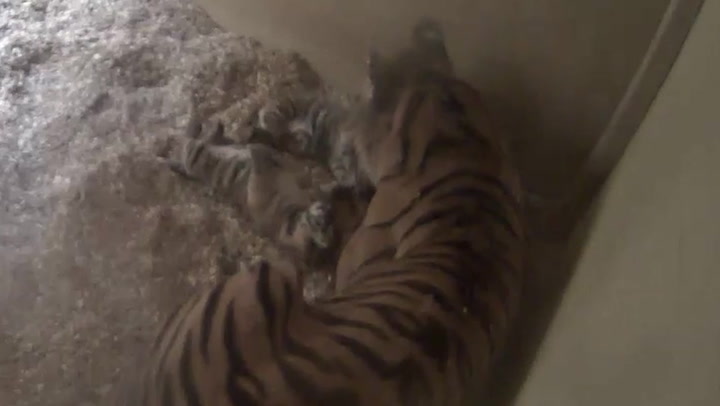 Hidden cameras capture birth of rare tiger twins at Chester Zoo