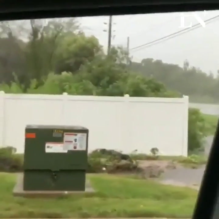 Alerta en Florida por la presencia de caimanes en las calles tras el huracán Irma