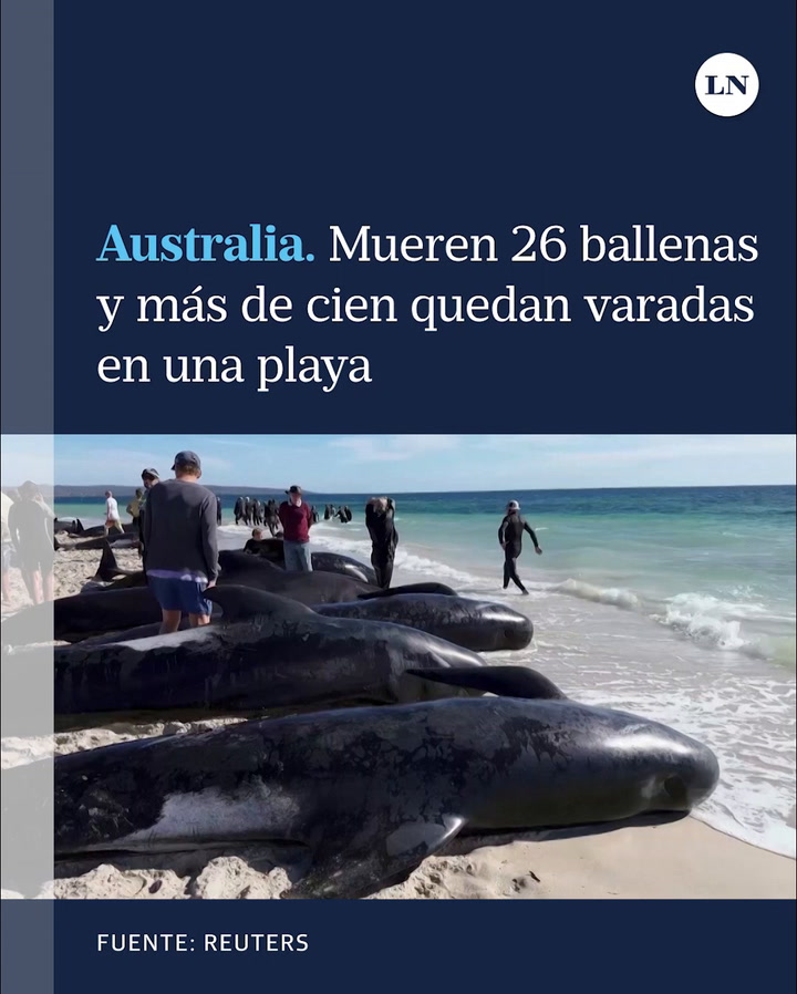 Australia: mueren 26 ballenas y más de cien quedan varadas en una playa