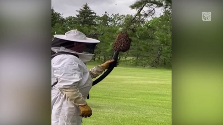 WATCH MASSIVE SWARM OF BEES GET VACCUMED UP TO BE MOVED TO A HIVE
