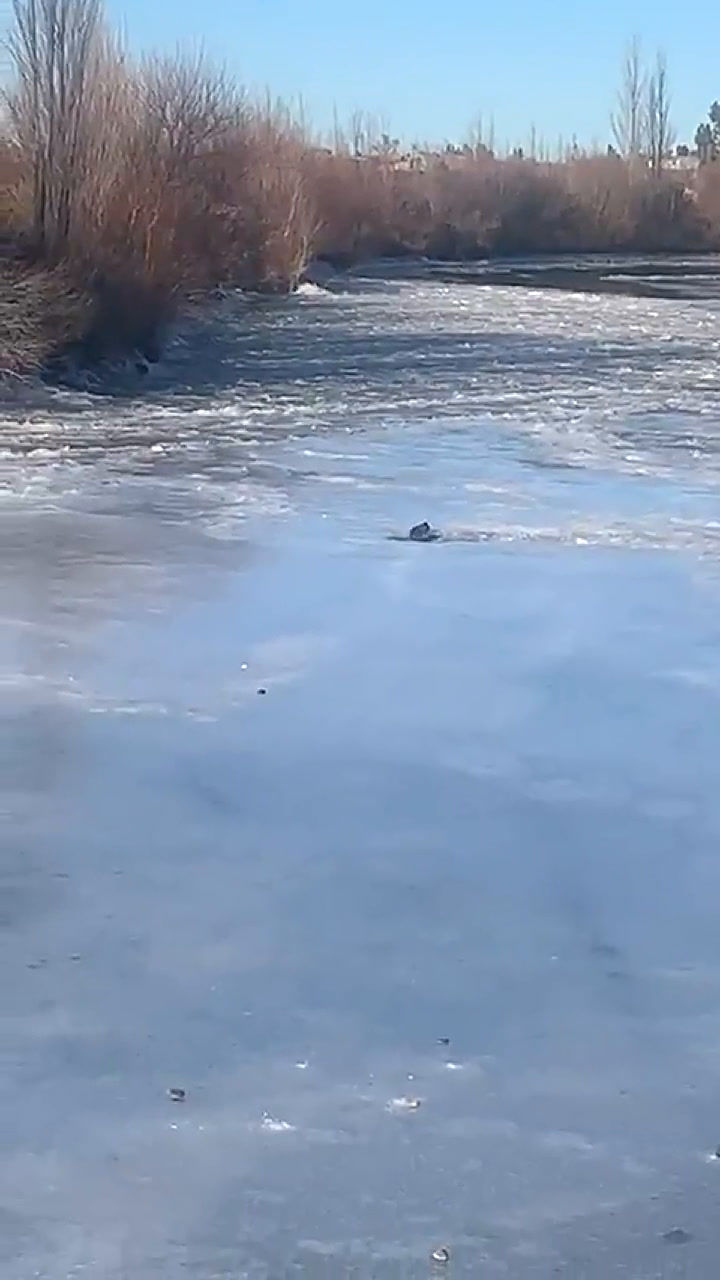 Un lobo marino quedó atrapado en el hielo en el rio Chubut