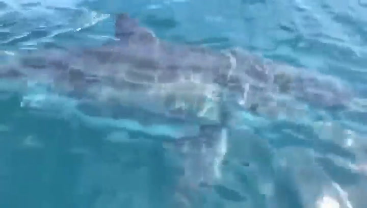 Un descomunal tiburón blanco acosa una barca de pescadores