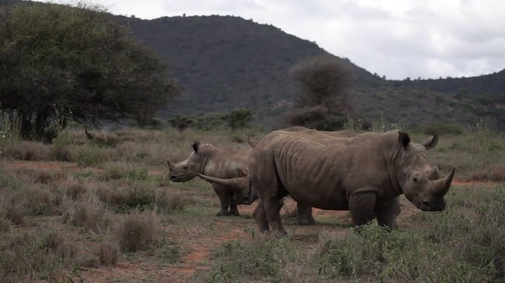 Mueren 11 rinocerontes en Kenia - Fuente: AFP