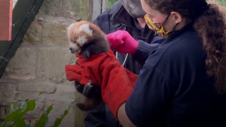 Newborn red panda name revealed after undergoing first health check
