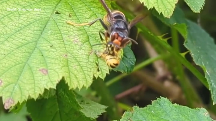 Asian hornet filmed devouring wasp in Kent garden