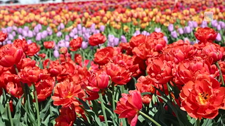 Millions of tulips bloom during breathtaking B.C. tulip festival